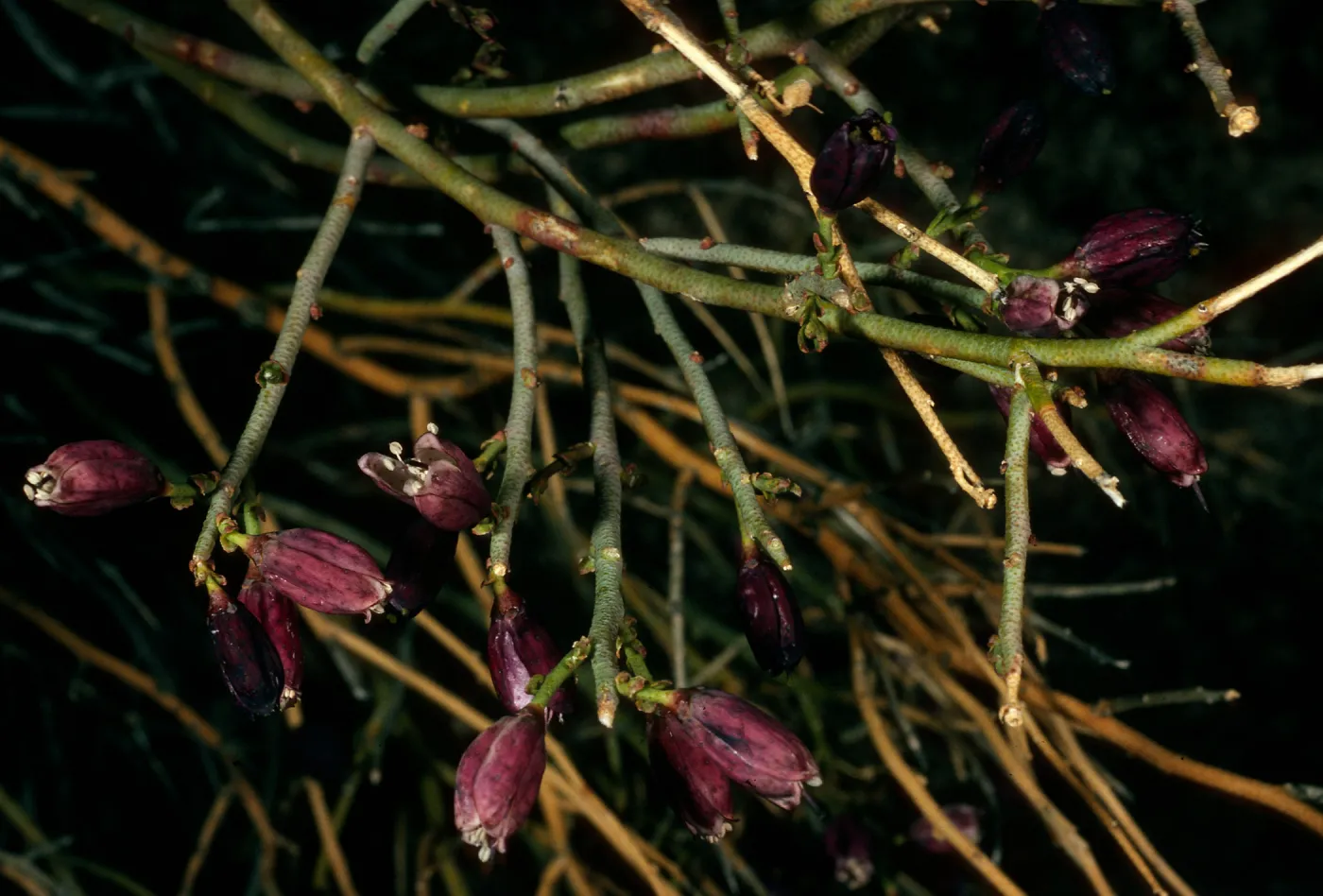 Thamnosma montana, Pinyon Mountains, Anza Borrego