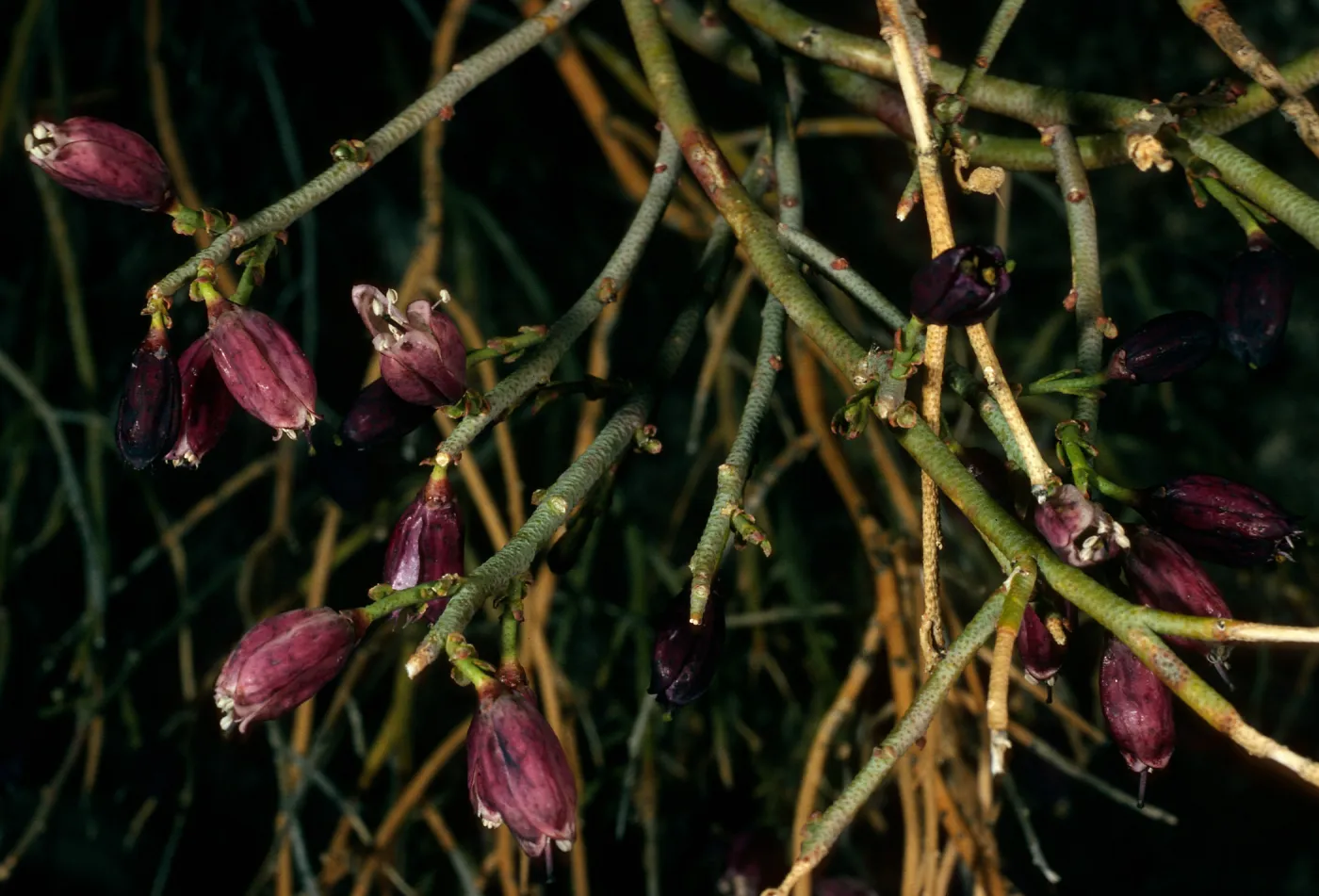 Thamnosma montana, Pinyon Mountains, Anza Borrego