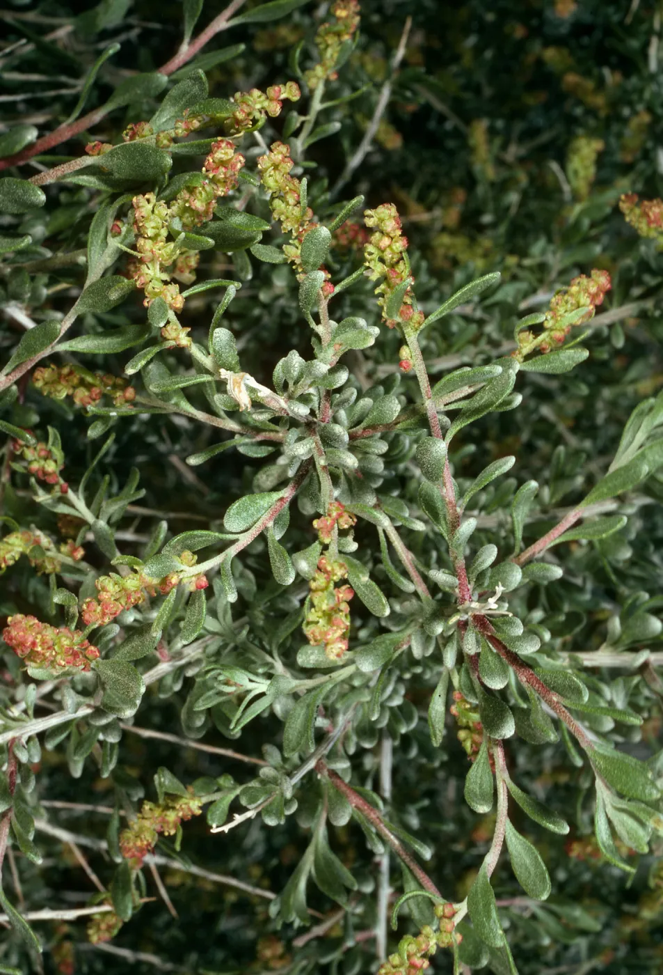 Grayia spinosa, Saline Valley, Northern Mojave Desert