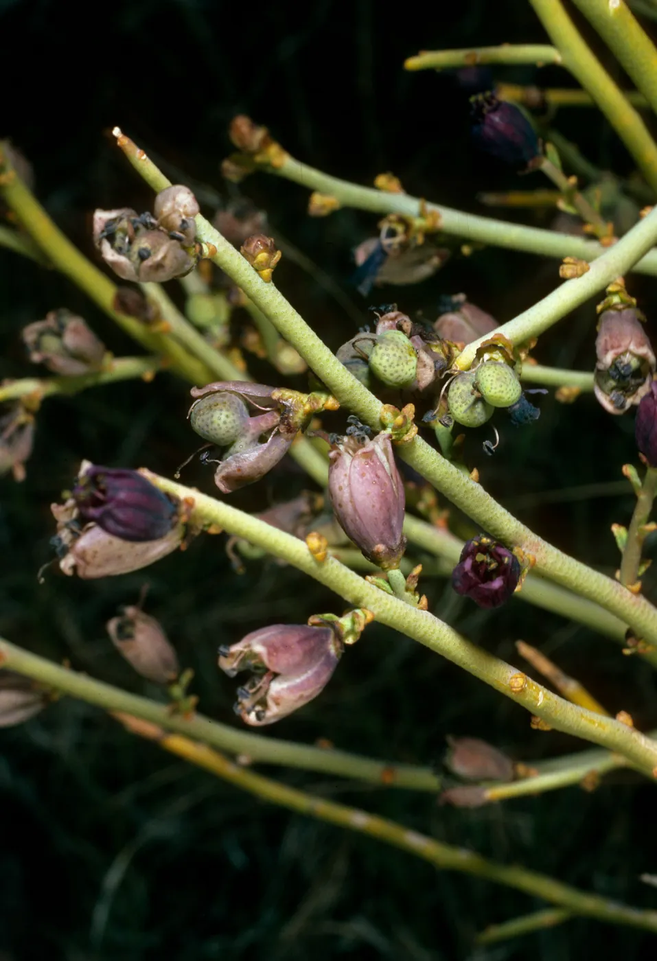 Thamnosma montana, South of Saline Valley, Northern Mojave Desert