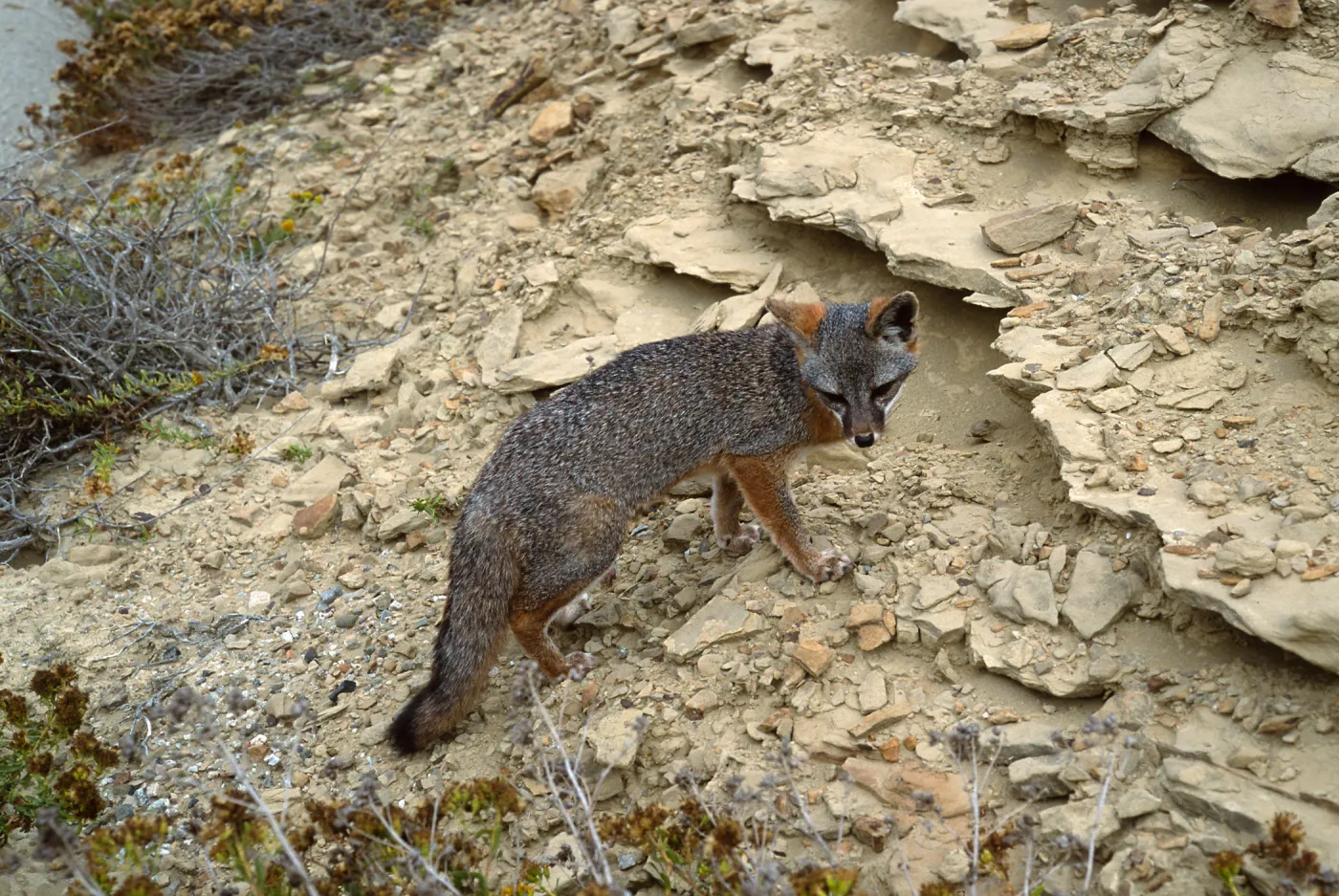 island fox, base of NAVFAC grade, San Nicolas Island