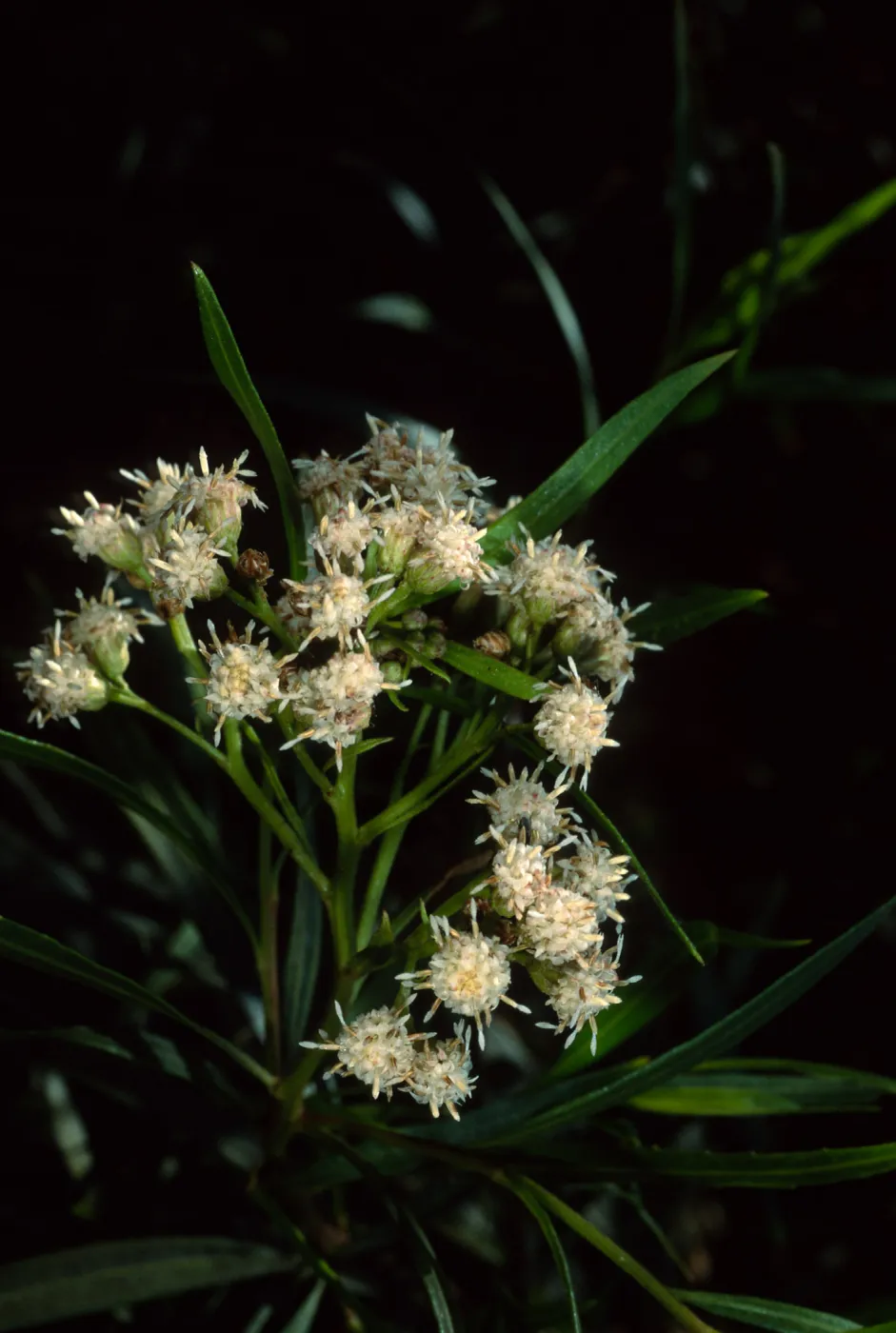 Baccharis salicifolia, Cherry Cove, Santa Catalina Island