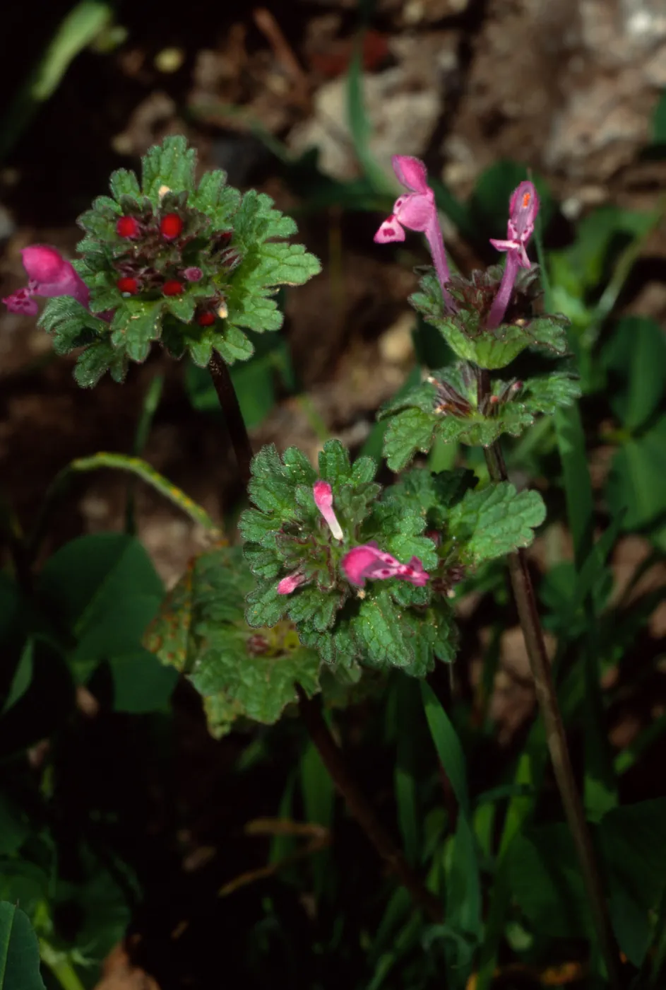 Lamium amplexicaulis, Santa Barbara Botanic Garden