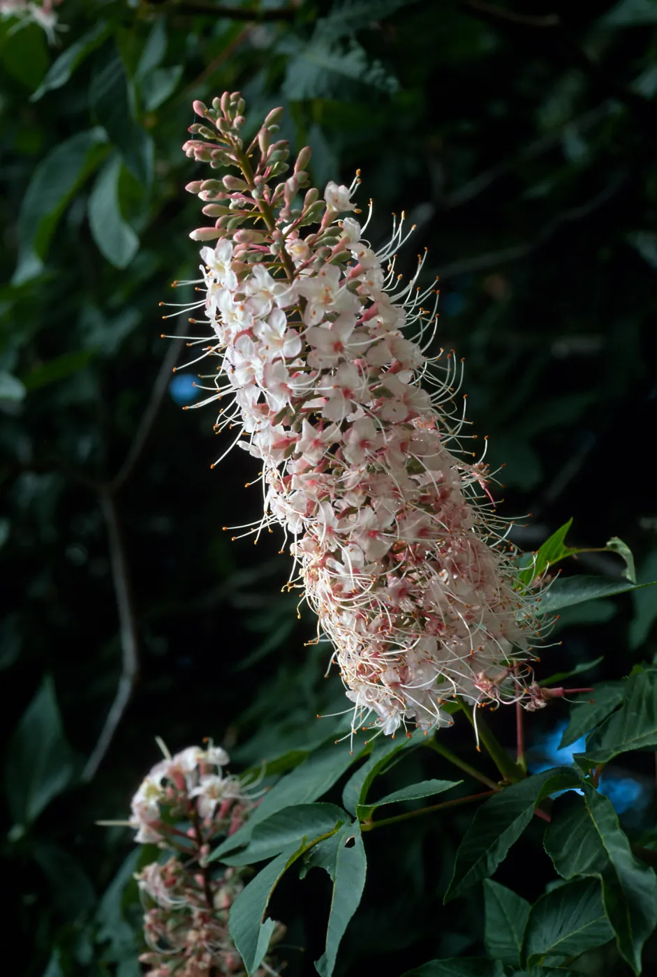 Aesculus californica, Santa Barbara Botanic Garden