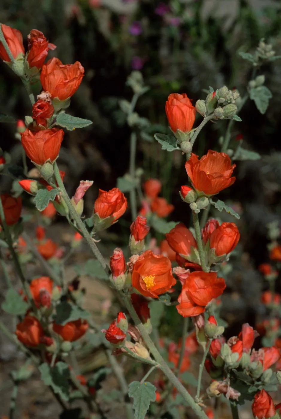 Sphaeralcea, Santa Barbara Botanic Garden