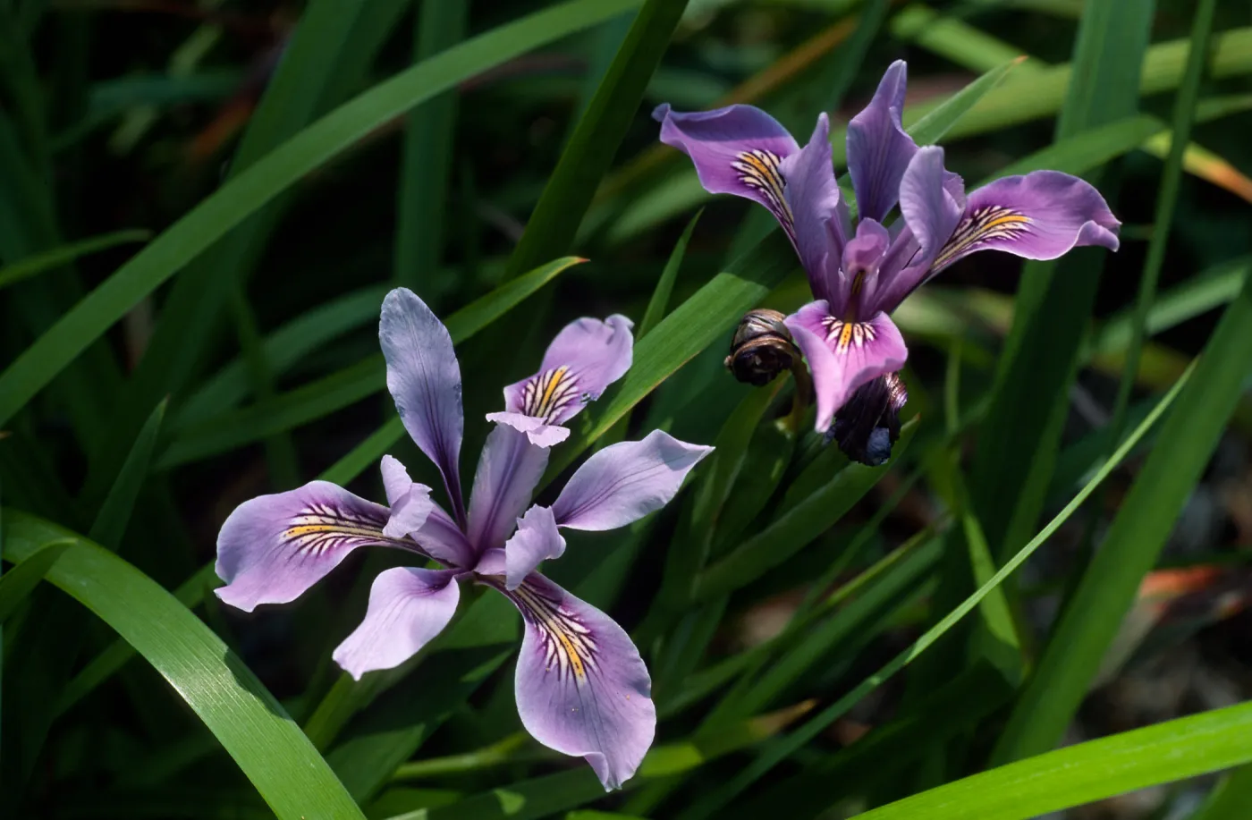 Iris douglasiana, Santa Barbara Botanic Garden