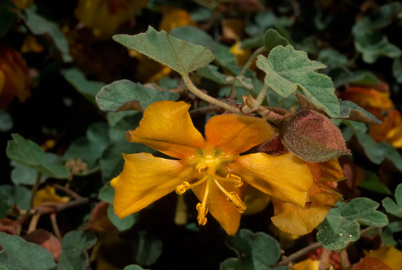 Fremontodendron californicum, Santa Barbara Botanic Garden