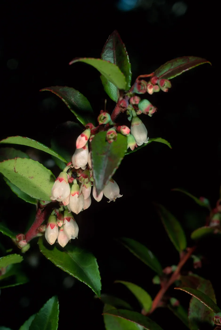 Vaccinium ovatum, Arroyo Section, Santa Barbara Botanic Garden