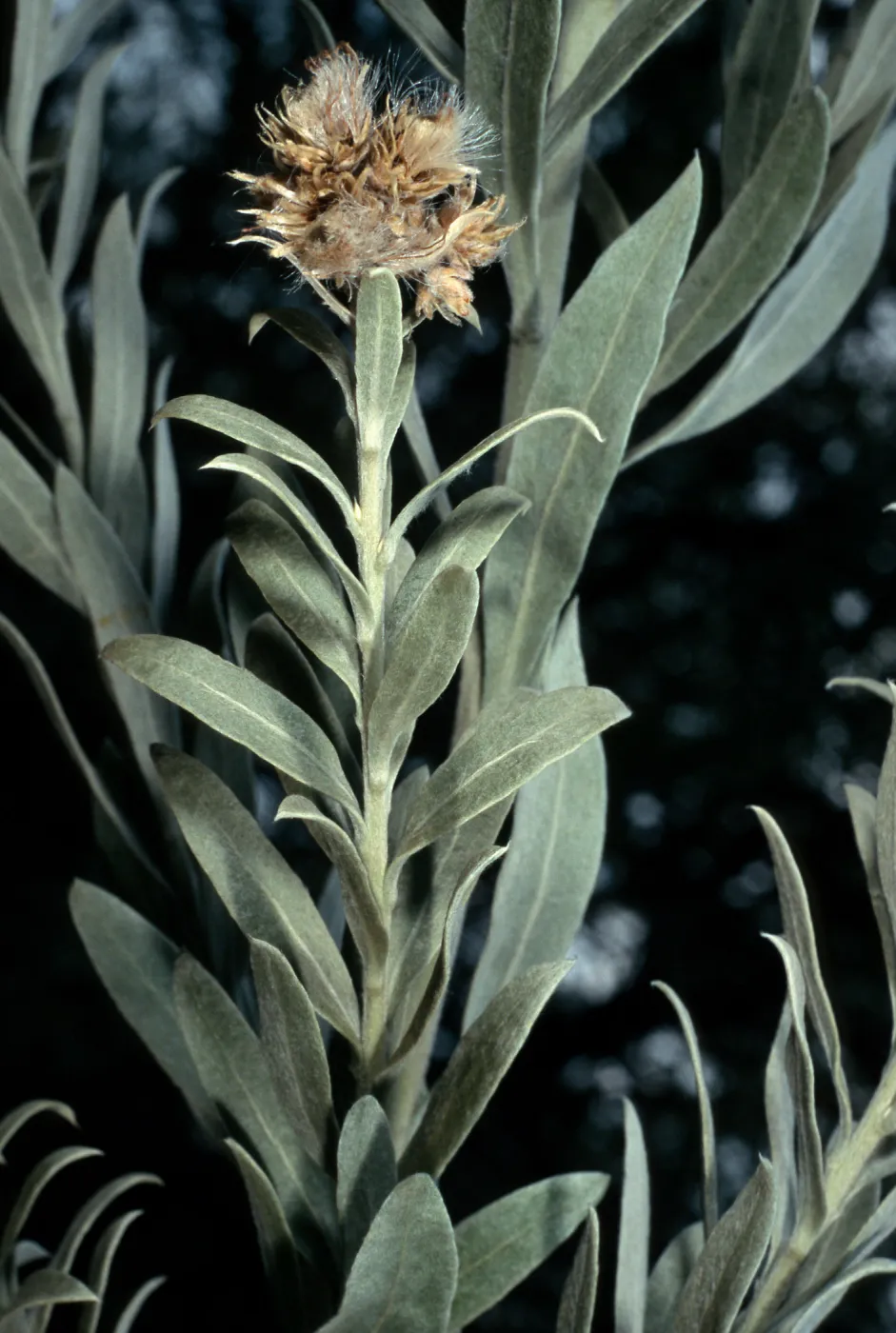 Pluchea sericea, Desert Section, Santa Barbara Botanic Garden