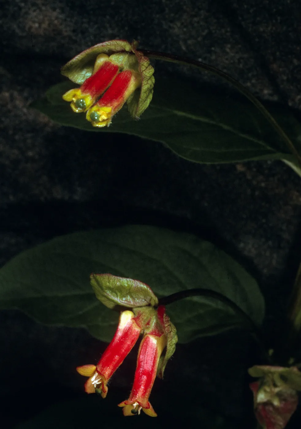Lonicera involucrata, Arroyo Section, Santa Barbara Botanic Garden