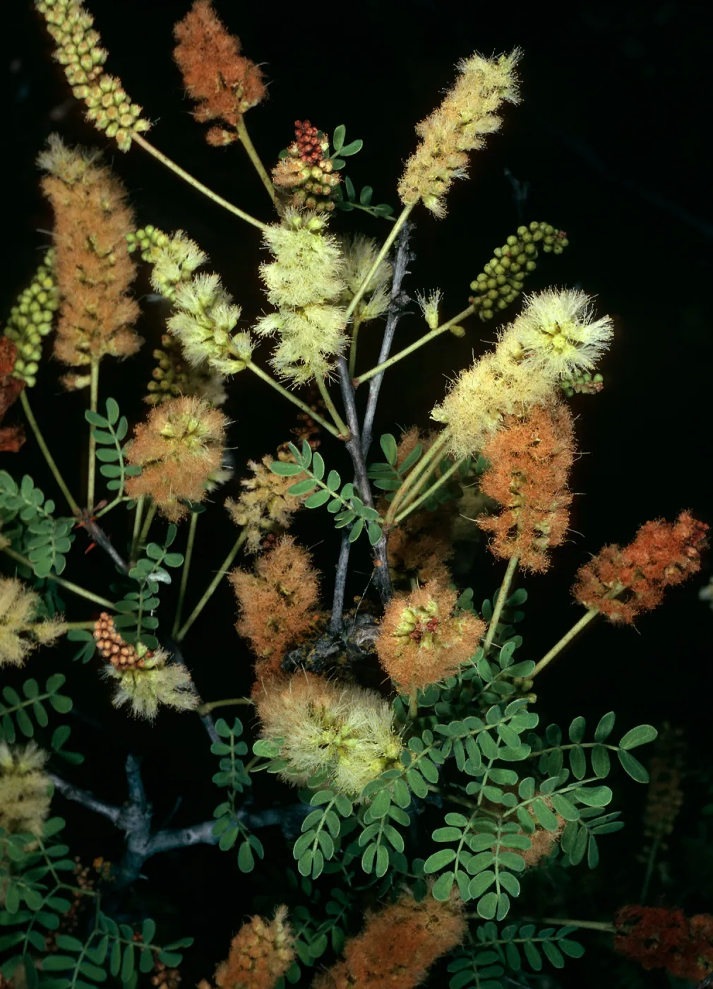 Acacia greggii, Santa Barbara Botanic Garden