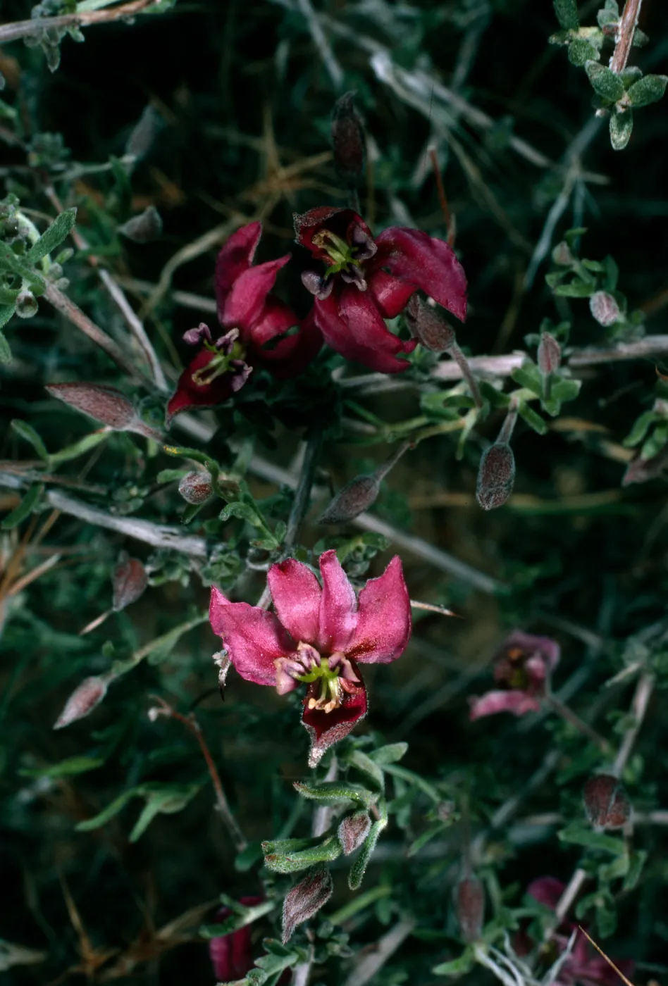 Krameria parvifolia, Granite Pass, Providence Mountains, Mojave National Preserve