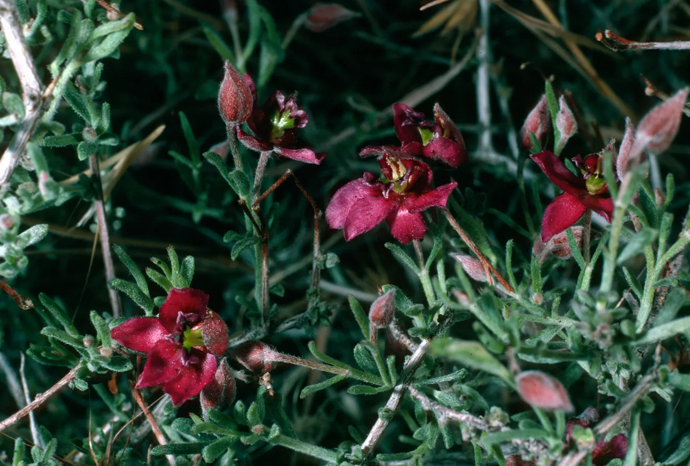 Krameria parvifolia, Granite Pass, Providence Mountains, Mojave National Preserve