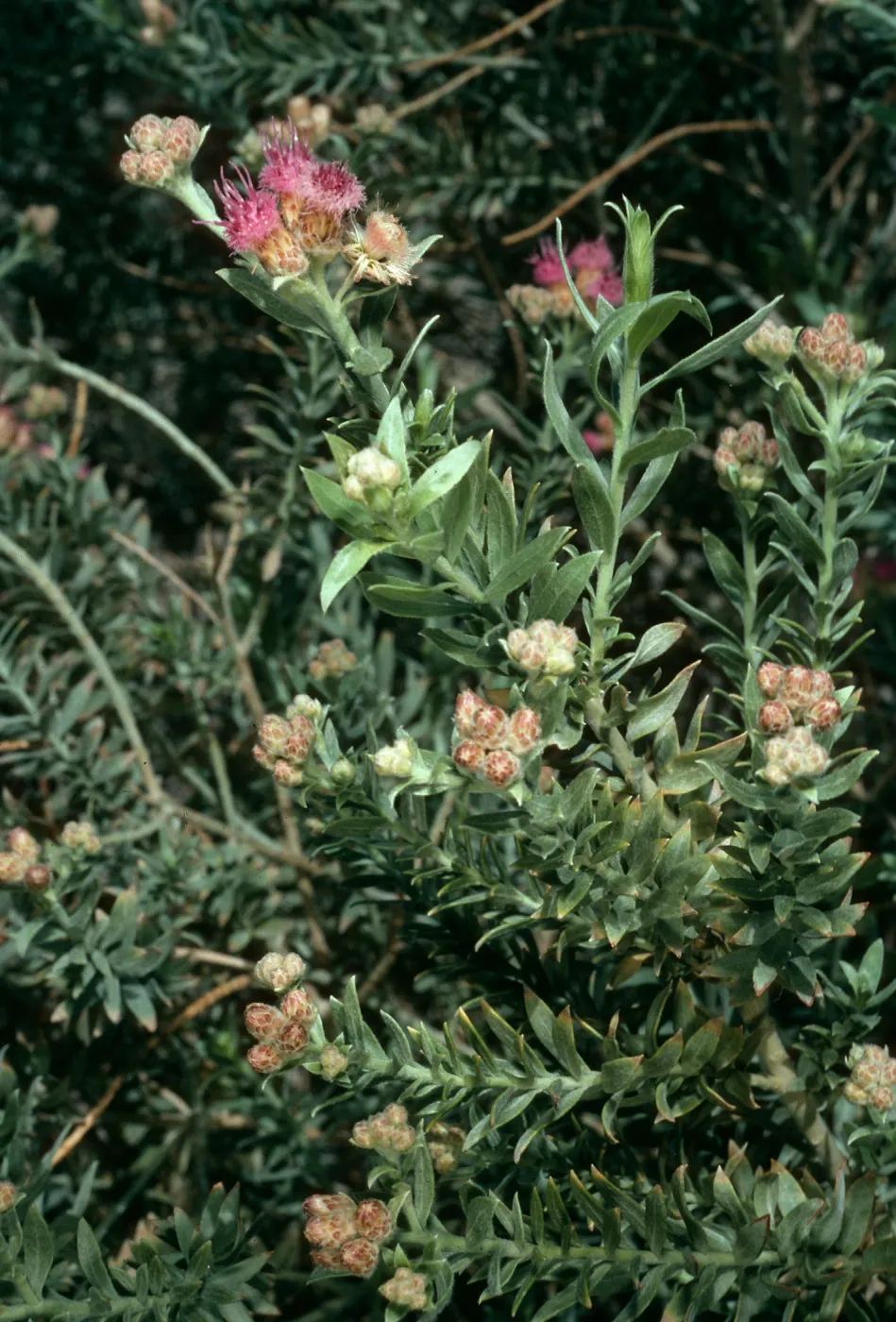 Pluchea sericea, Harmony Borax Works, Death Valley