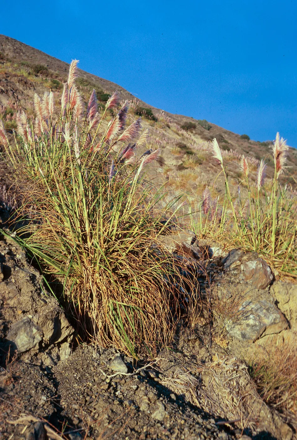 Cortaderia, Highway 1, South of Plaskett Creek, Monterey County