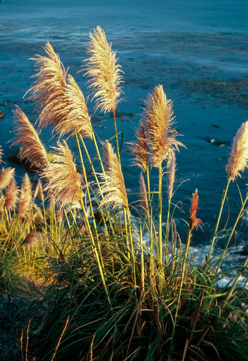 Cortaderia, Highway 1, South of Plaskett Creek, Monterey County