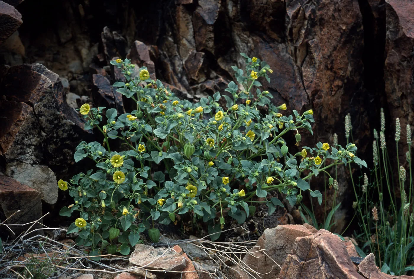 Physalis hederaefolia, Joshua Tree National Park