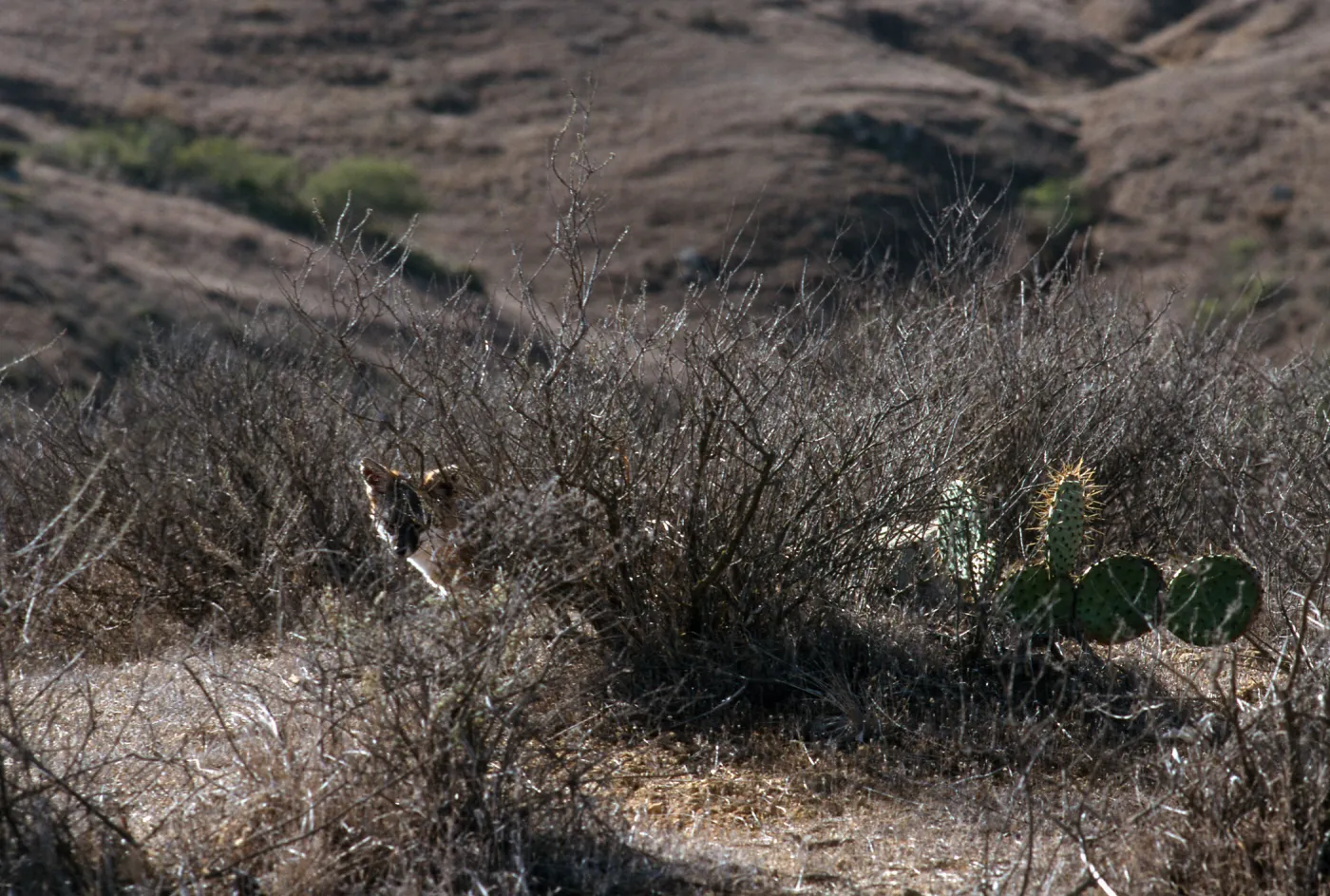 island fox, KBRT Road, Catalina Island