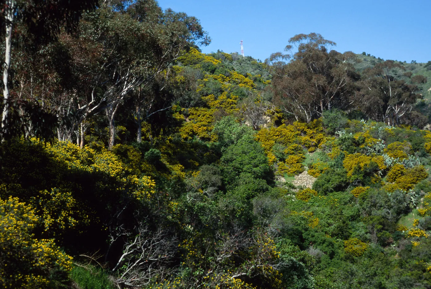 Eucalyptus & Genista (Cystis) linifolia, Hamilton Canyon, Santa Catalina Island