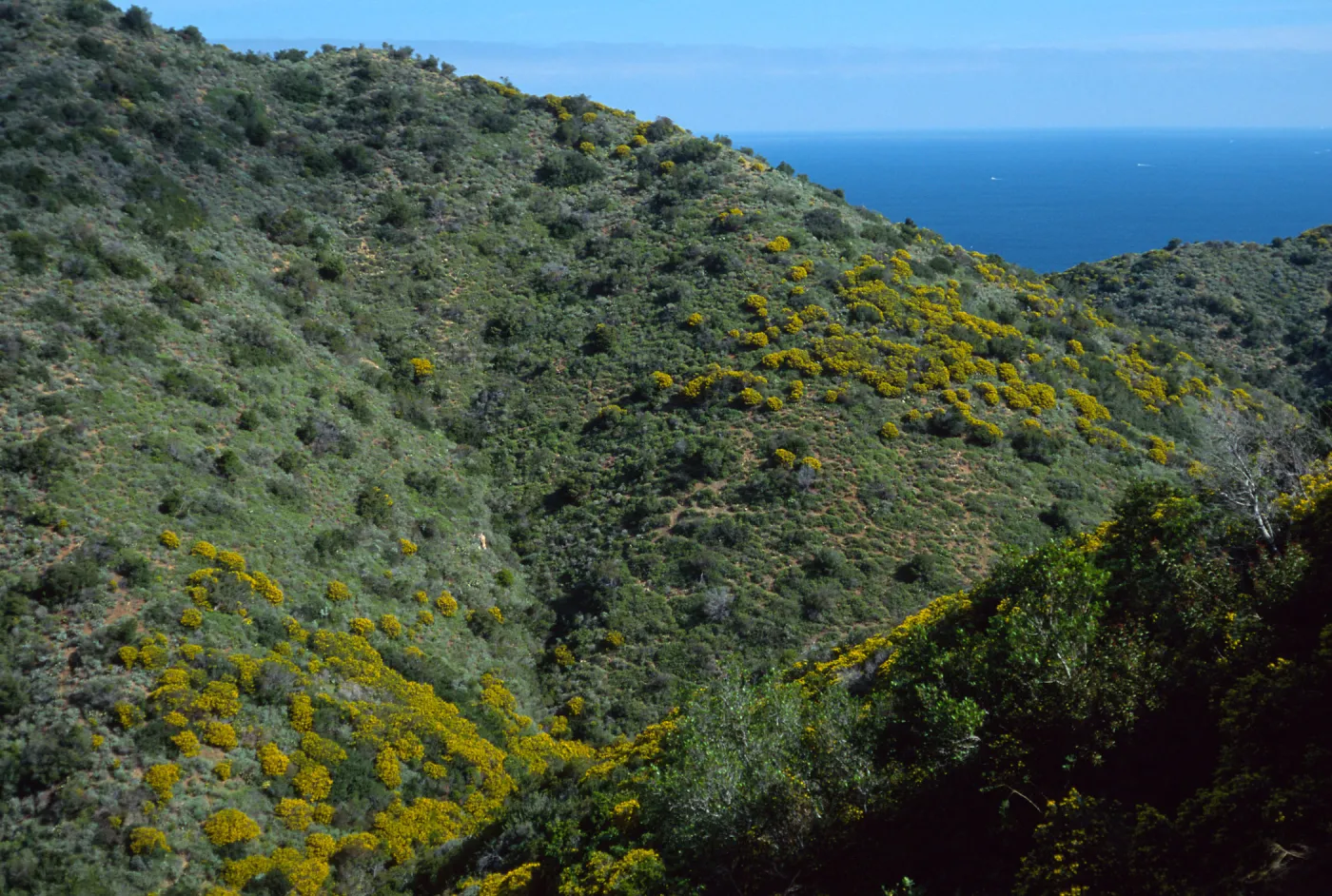 Genista (Cytisus) linifolia, Hamilton Canyon, Santa Catalina Island