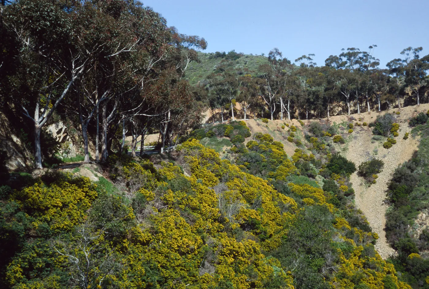 Genista (Cytisus) linifolia, Hamilton Canyon, Santa Catalina Island