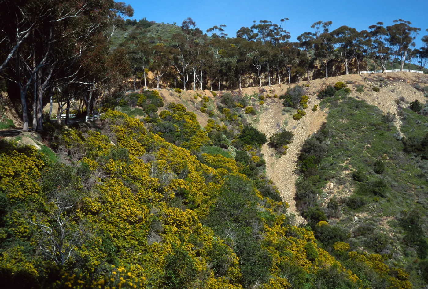 Eucalyptus & Genista (Cystis) linifolia, Hamilton Canyon, Santa Catalina Island