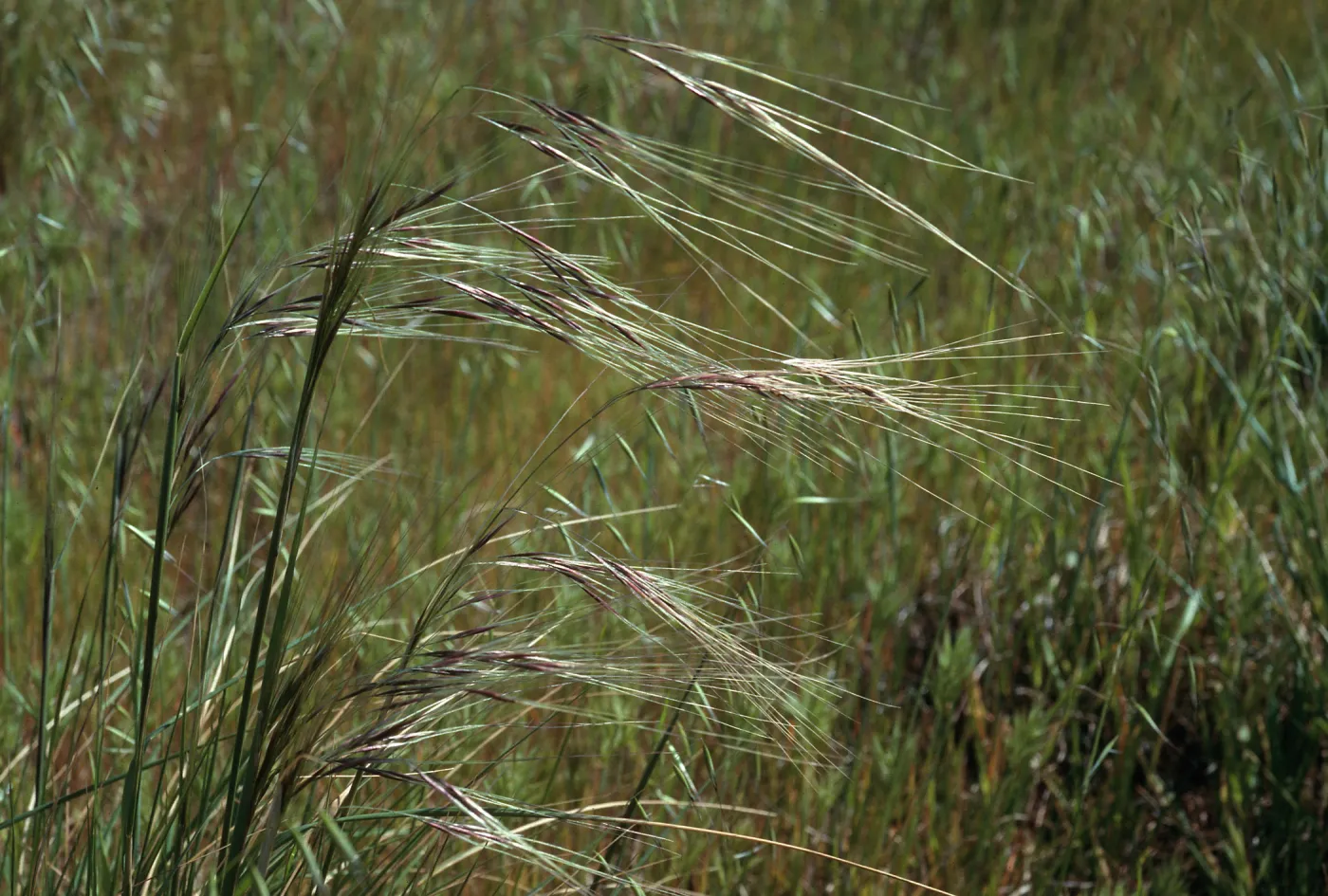 Nassella pulchra, near “Malo”, San Clemente Island
