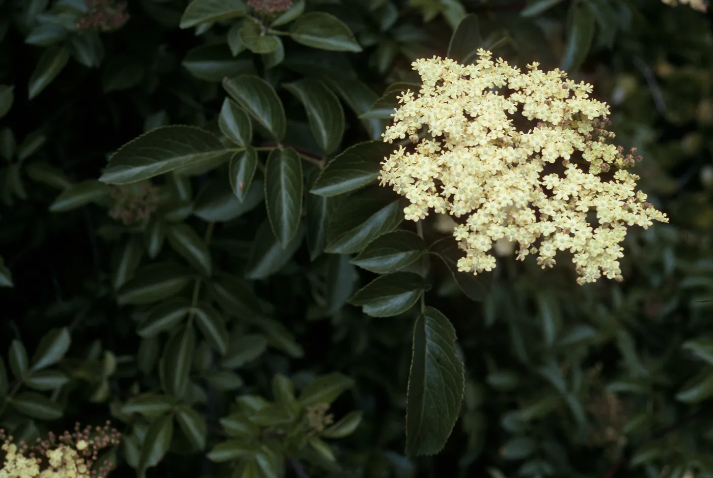 Sambucus mexicana, Calle poniente, Santa Barbara