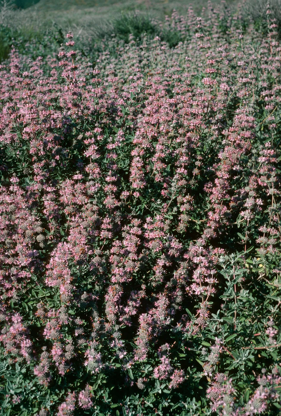 Salvia leucophylla (Purple Sage), Point Sal State Beach, Santa Barbara County