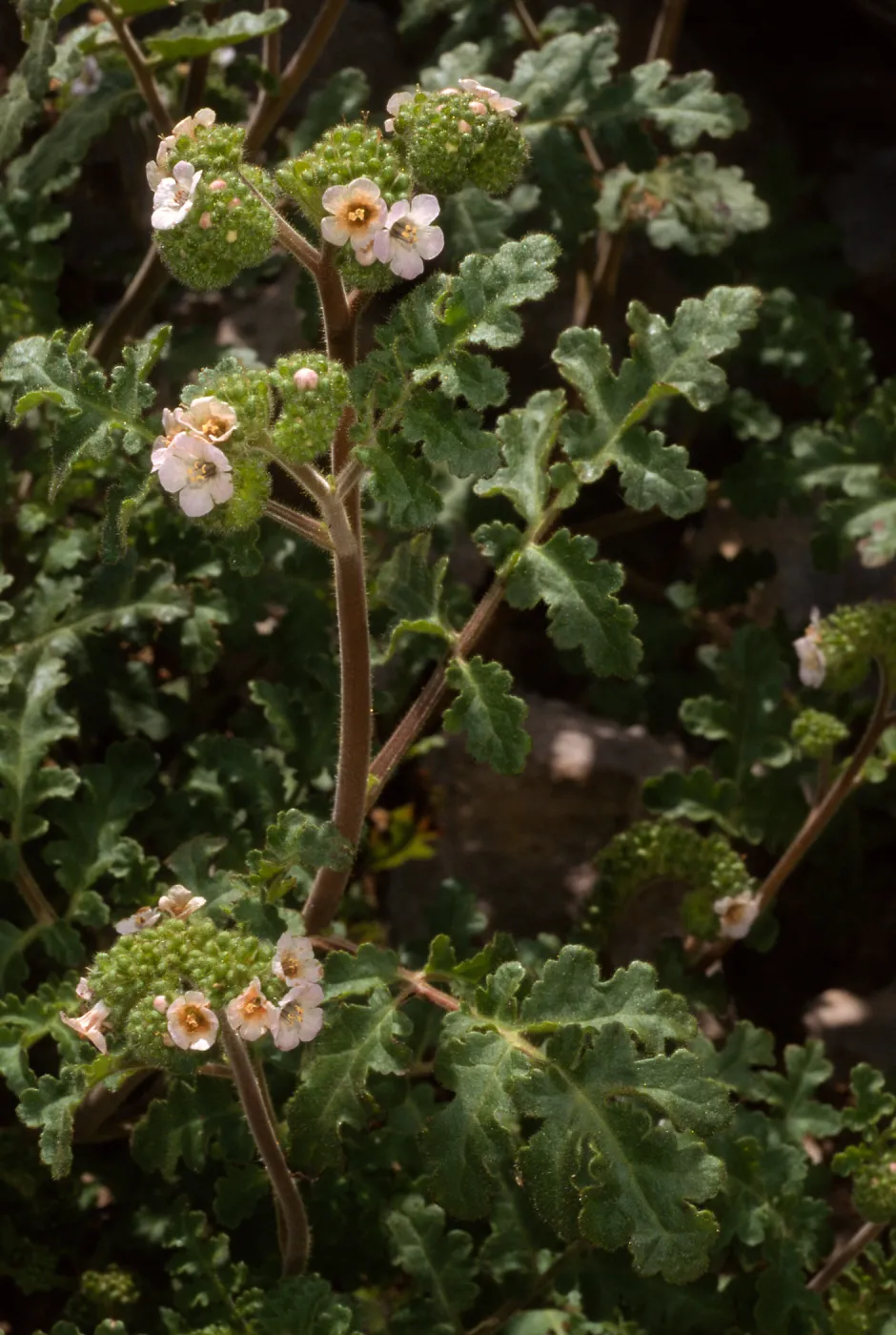 Phacelia lyonii, Santa Catalina Island, Empire Landing