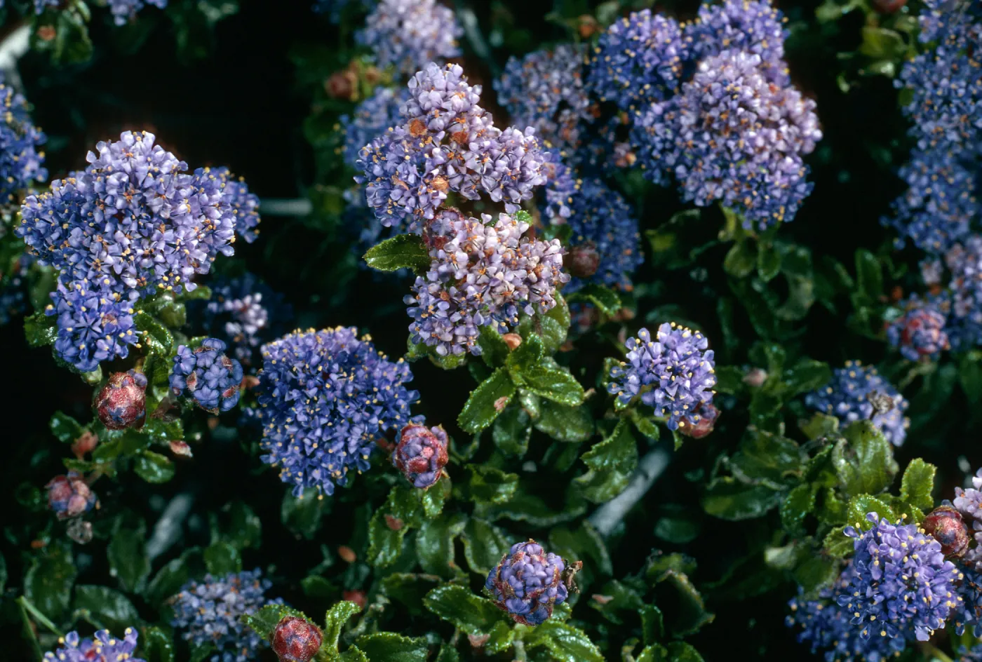 Ceanothus foliosus medius, Cuesta, San Luis Obispo County