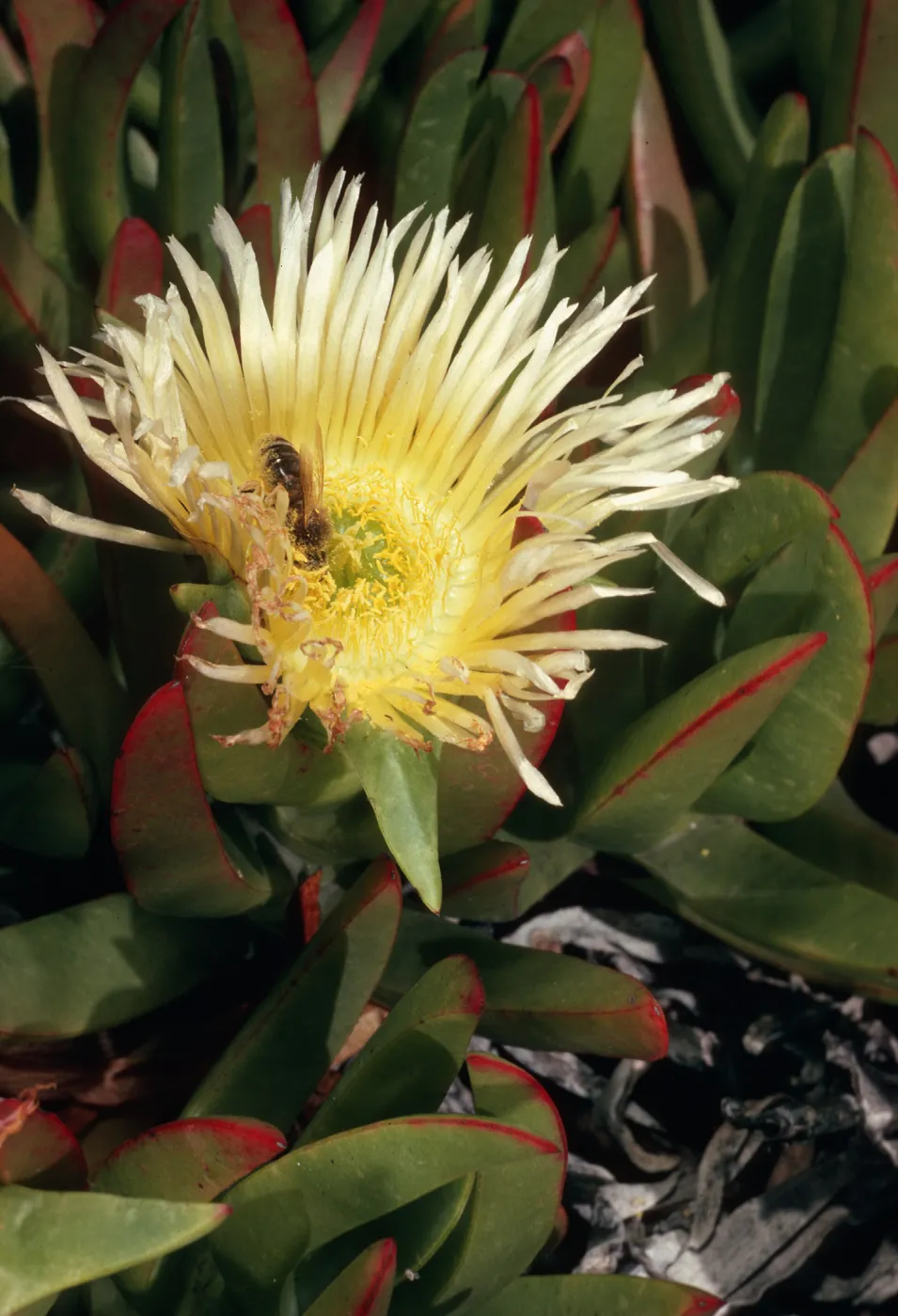 Carpobrotus edulis, dunes at Ocean Park Beach, Surf, California
