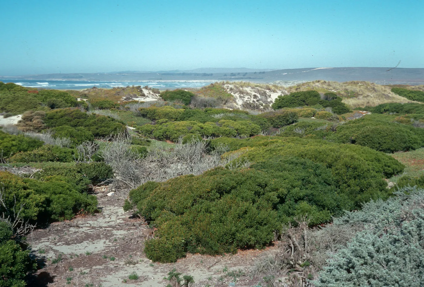 Acacia longifolia, backdunes West of railroad at Ocean Park Beach, Surf, California