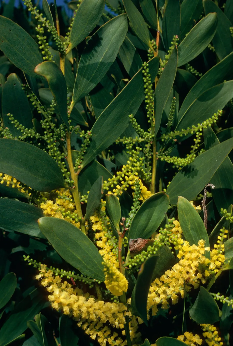 Acacia longifolia, dunes at Ocean Park Beach, Surf, California