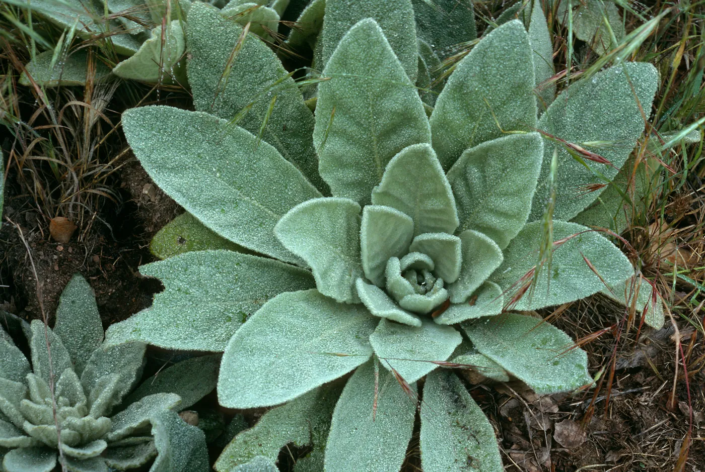 Verbascum thapsus, near China Pines, Santa Cruz Island