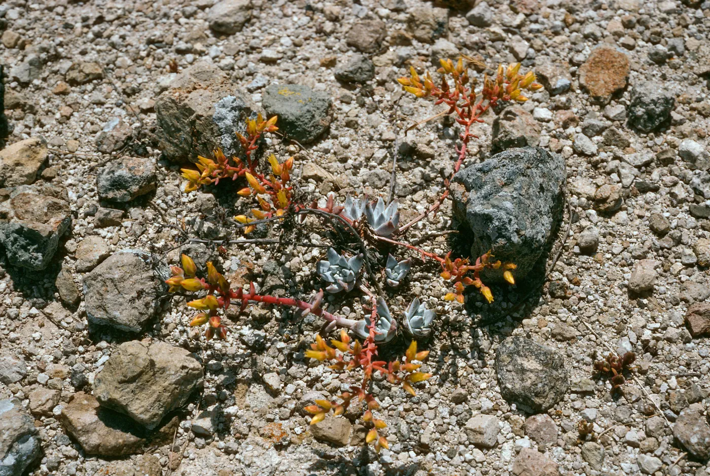 Dudleya greenei “nana”, East Point, Santa Rosa Island