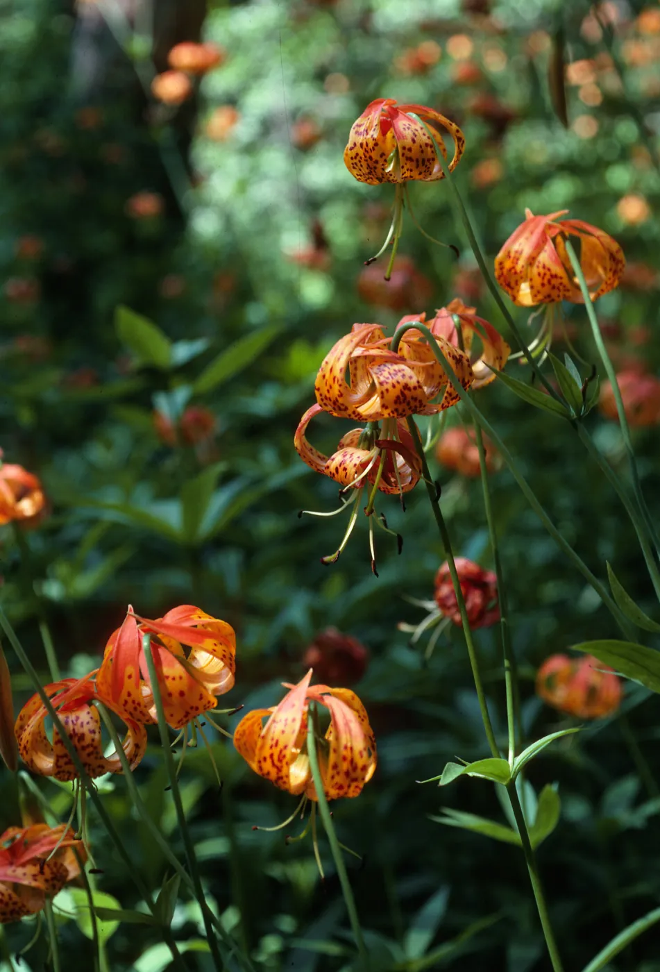 Lilium pardaunum, below Lower Bear Camp, Sisquoc River, Santa Barbara County