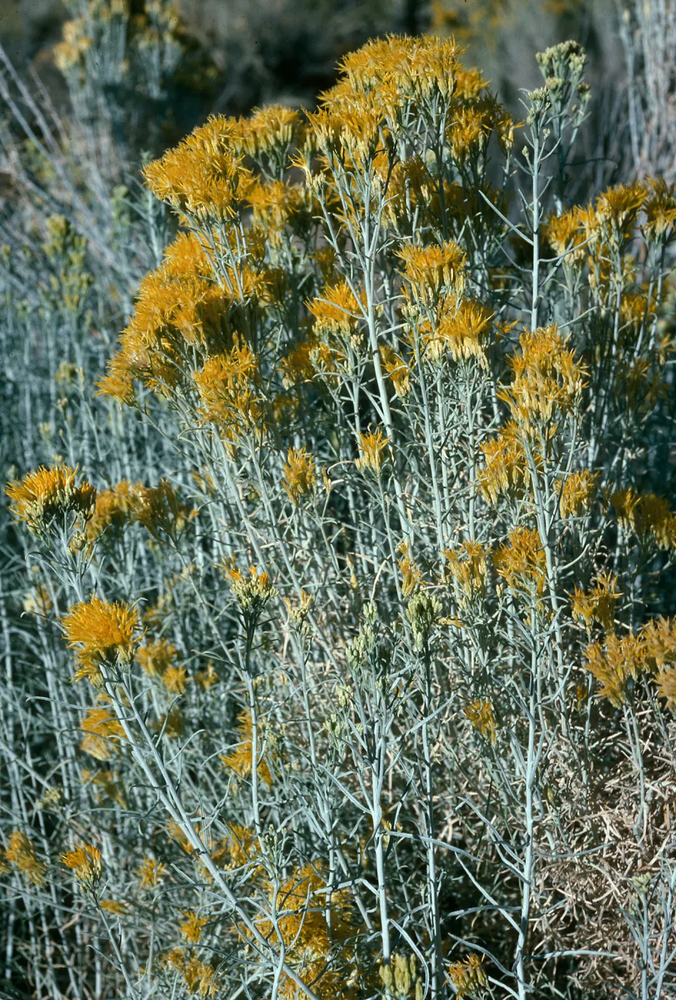 Chrysothamnus nauseus, Dome Springs area, Los Padres National Forest