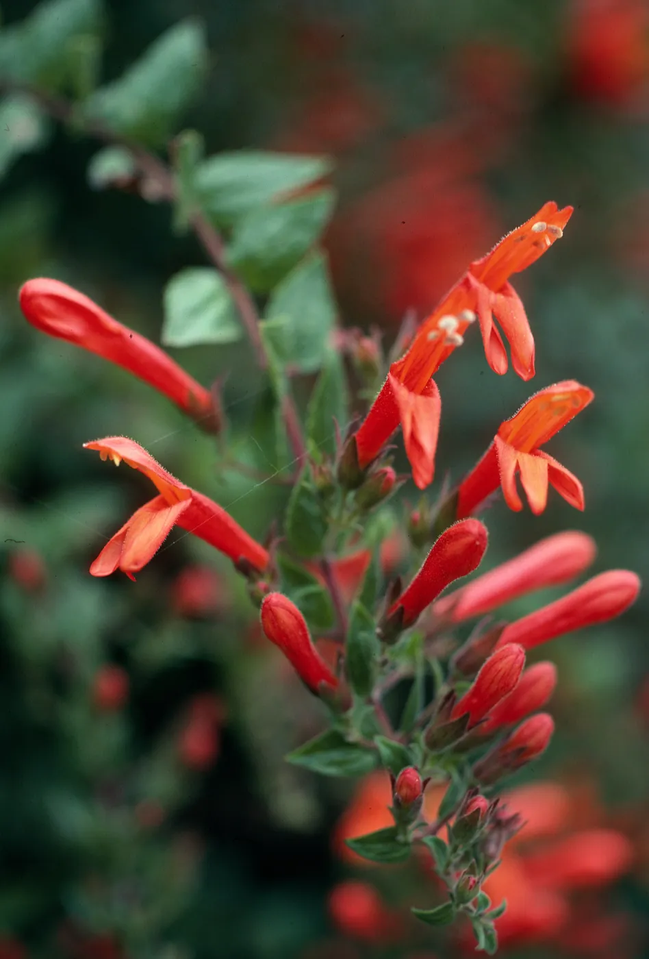 Keckiella cordifolia, San Roque Canyon, Santa Barbara County