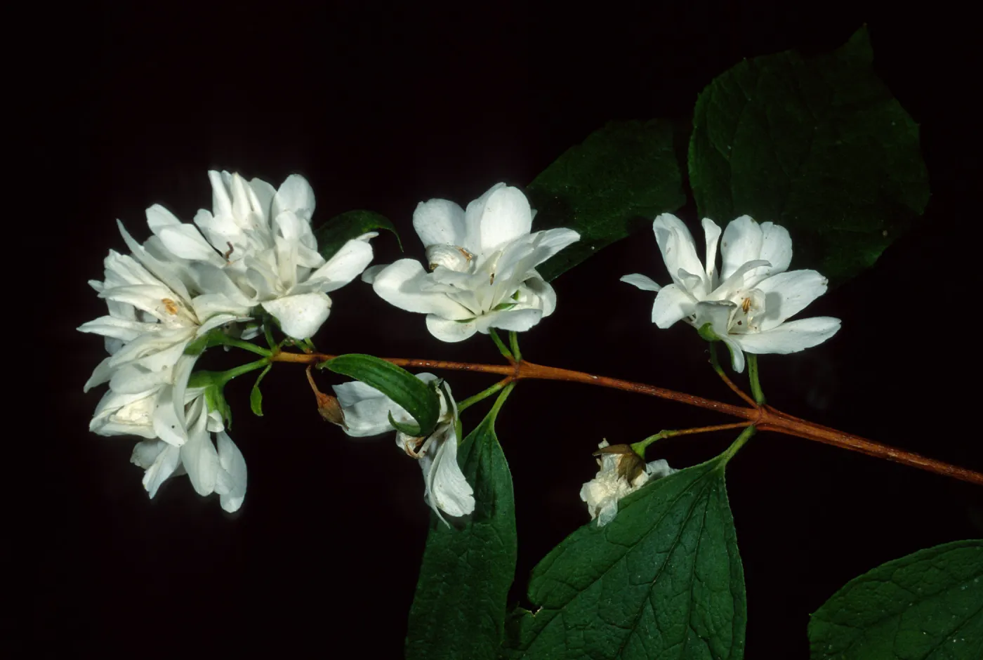 Philadelphus lewisii, Arroyo Section, Santa Barbara Botanic Garden