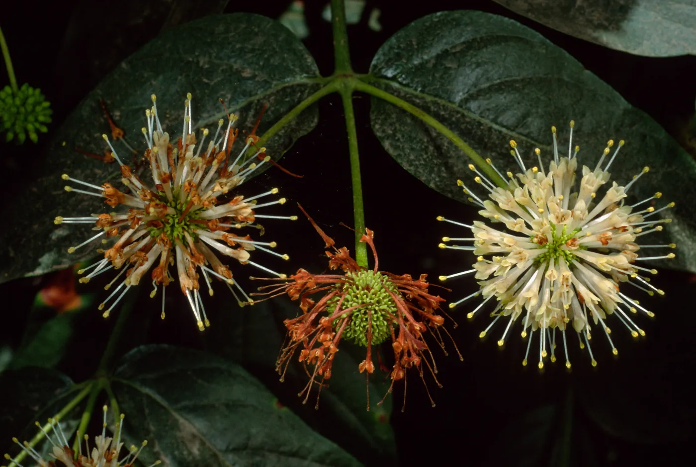 Cephalanthus occidentalis, Santa Barbara Botanic Garden