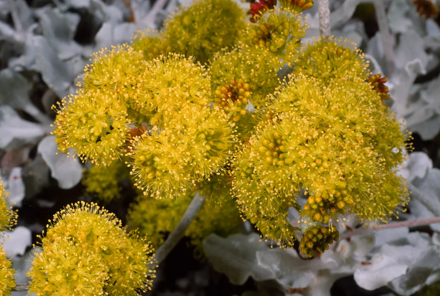 Eriogonum crocatum, Santa Barbara Botanic Garden