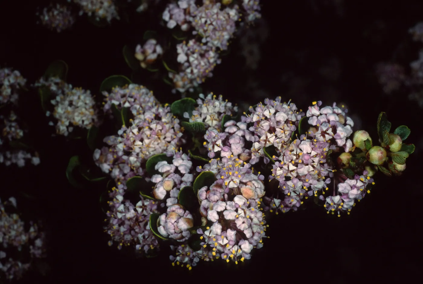 Ceanothus cuneatus fascicularis, Los Osos, San Luis Obispo County