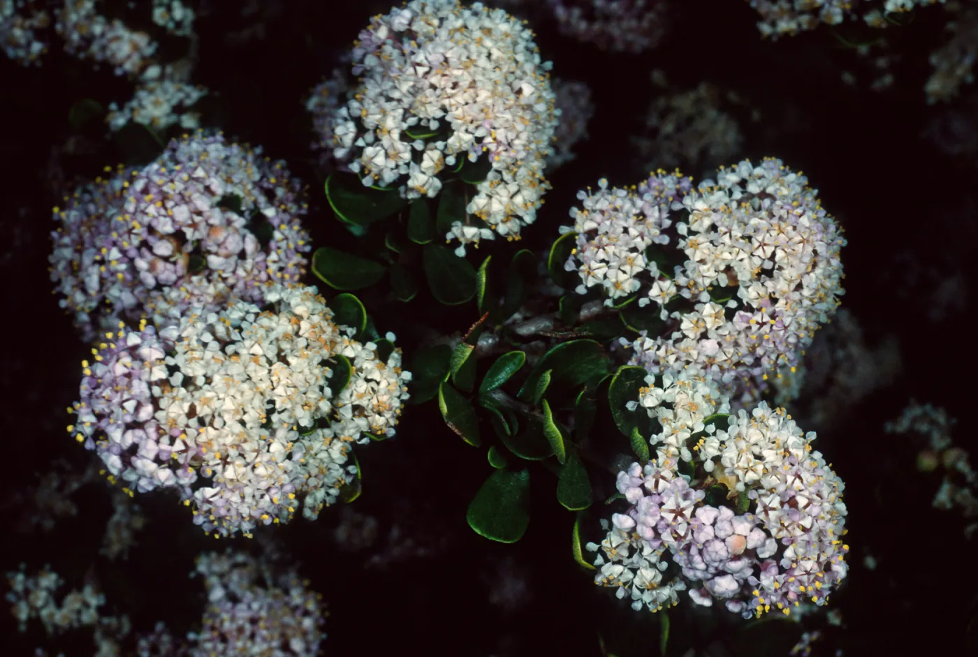 Ceanothus cuneatus fascicularis, Los Osos, San Luis Obispo County