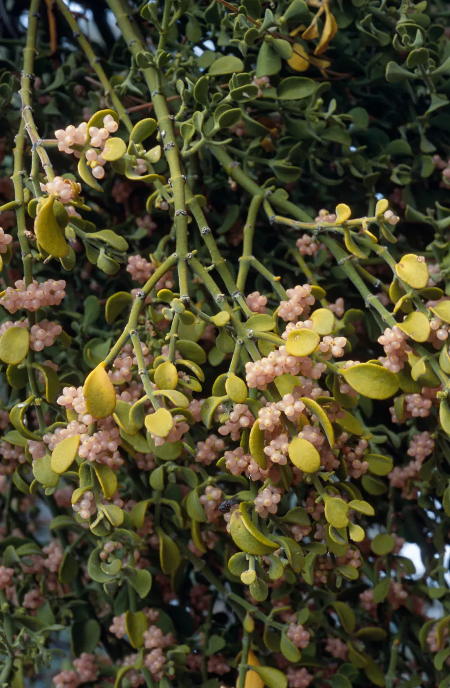 Phoradendron villosum, on Quercus John-Tuckeri, Mesa Spring Camp, Los Padres National Forest