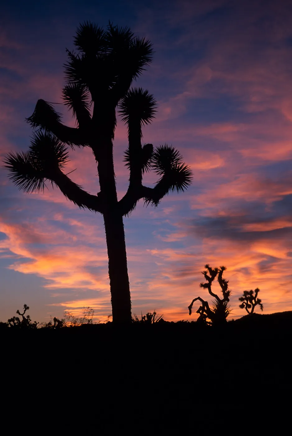 sunset, near Belle Campground, Joshua Tree National Park
