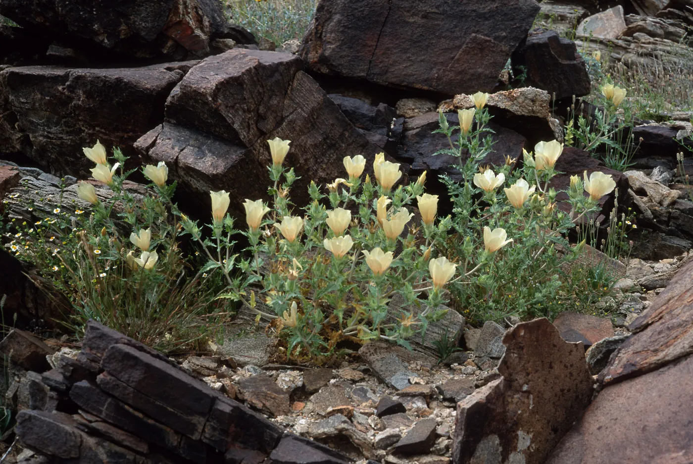 Mentzelia involucrata, North of pass, Joshua Tree National Park