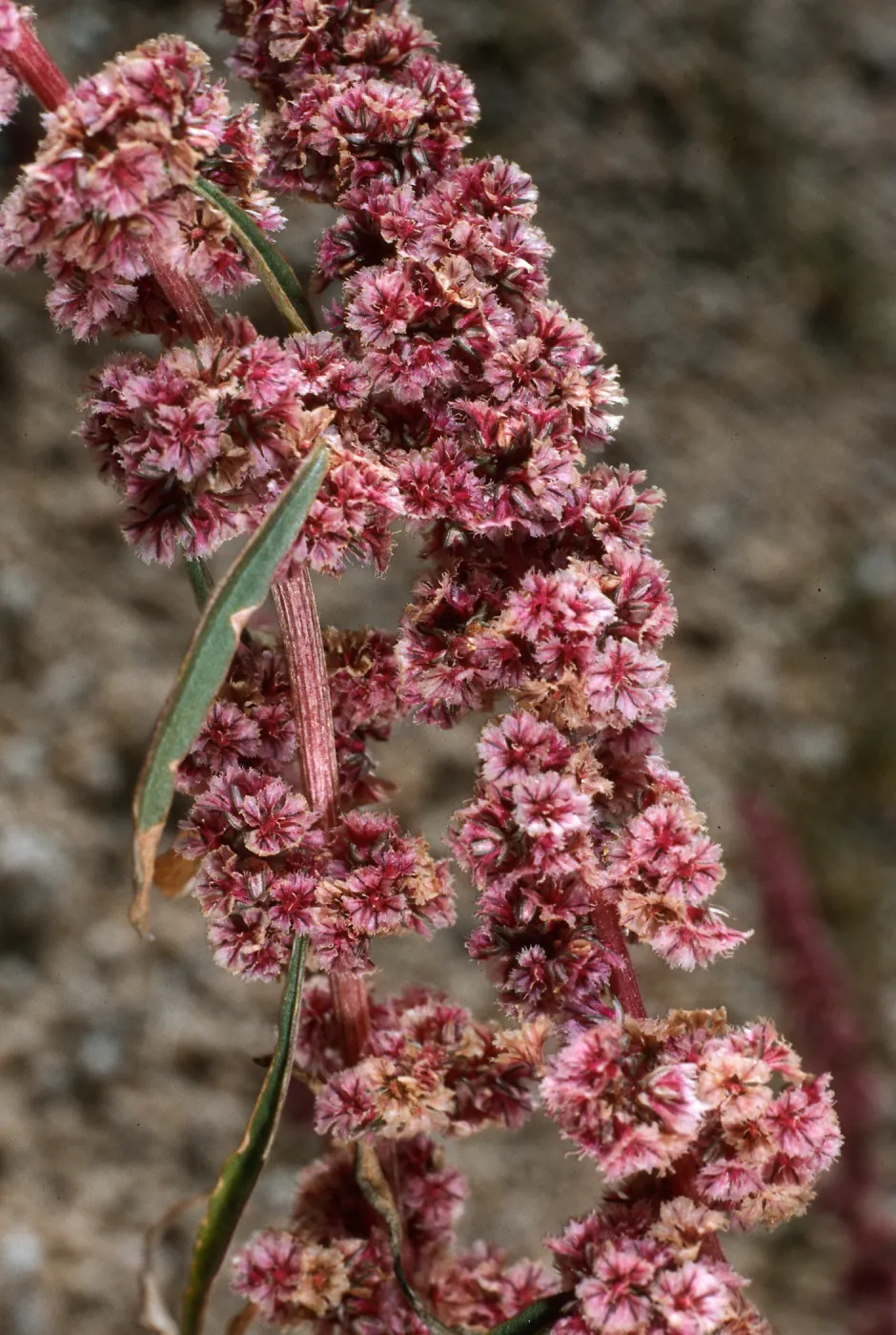 Amaranthus fimbriatus, Joshua Tree National Park
