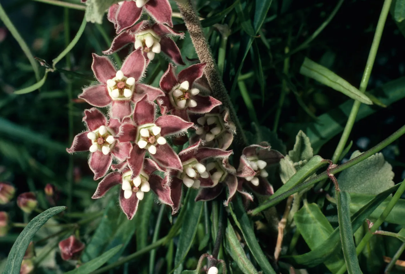 Sarcostemma cyanchoides, Borrego Palm Canyon, Anza-Borrego Desert
