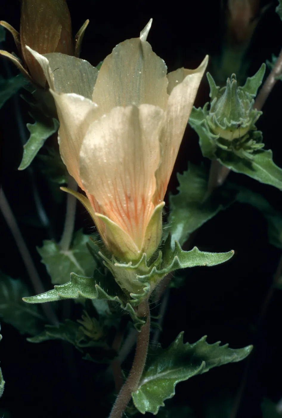 Mentzelia involucrata, Box Canyon, Anza-Borrego Desert